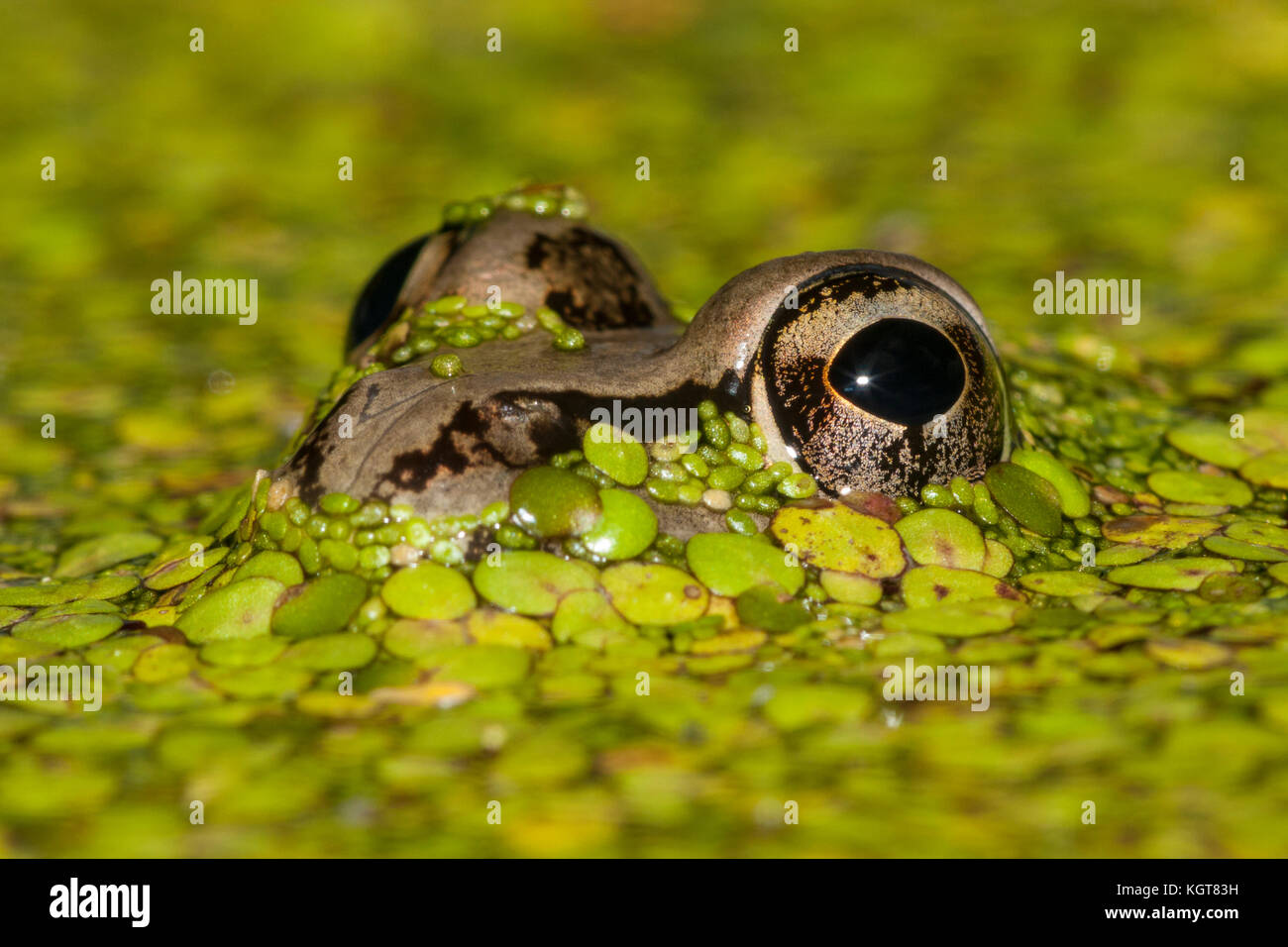Rio frog hi-res stock photography and images - Alamy