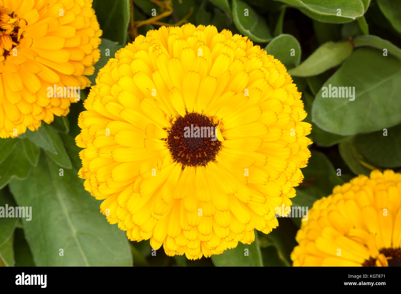 Group of yellow calendula officinalis (pot marigold), double cultivar with dark heart growing in it's natural garden and foliage setting as it's back  Stock Photo