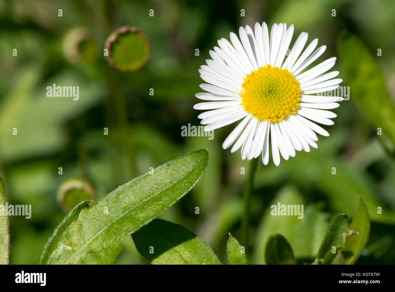 A single blooming Erigeron Karvinskianus blooming vibrantly against a natural green foliage background. Primary focus on the main flower head leaving  Stock Photo