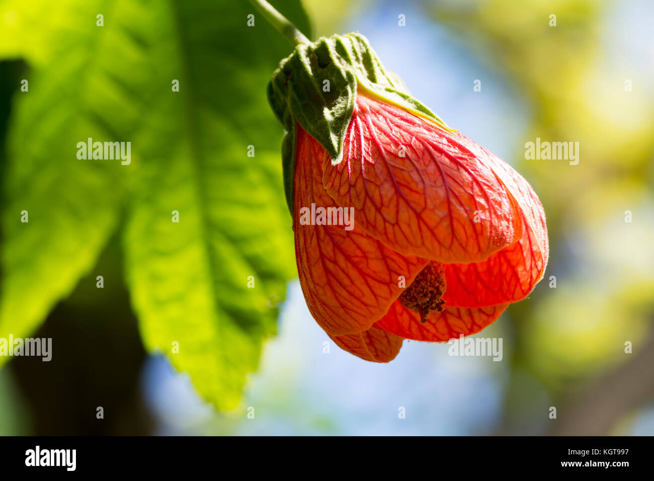 Single Abutilon Pictum aka Red Vein Indian Mallow, Chinese Lantern flower growing in it's natural garden setting, with it's own foliage as the back dr Stock Photo