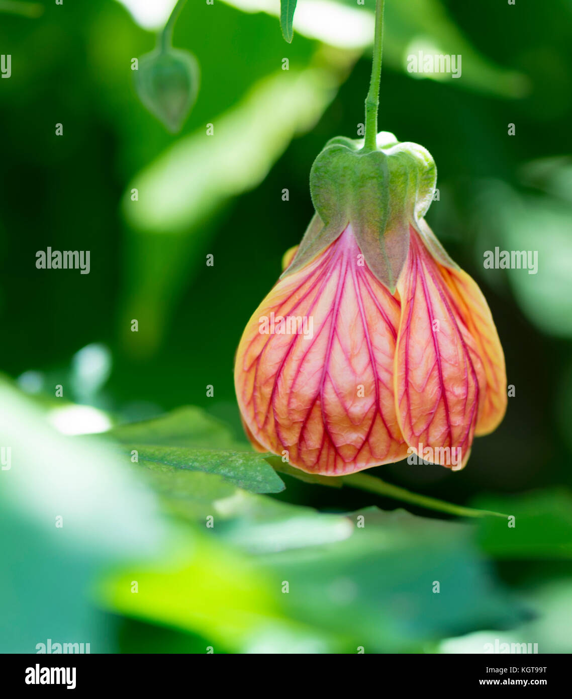 Single Abutilon Pictum aka Red Vein Indian Mallow, Chinese Lantern flower growing in it's natural garden setting with it's own foliage as the back dro Stock Photo