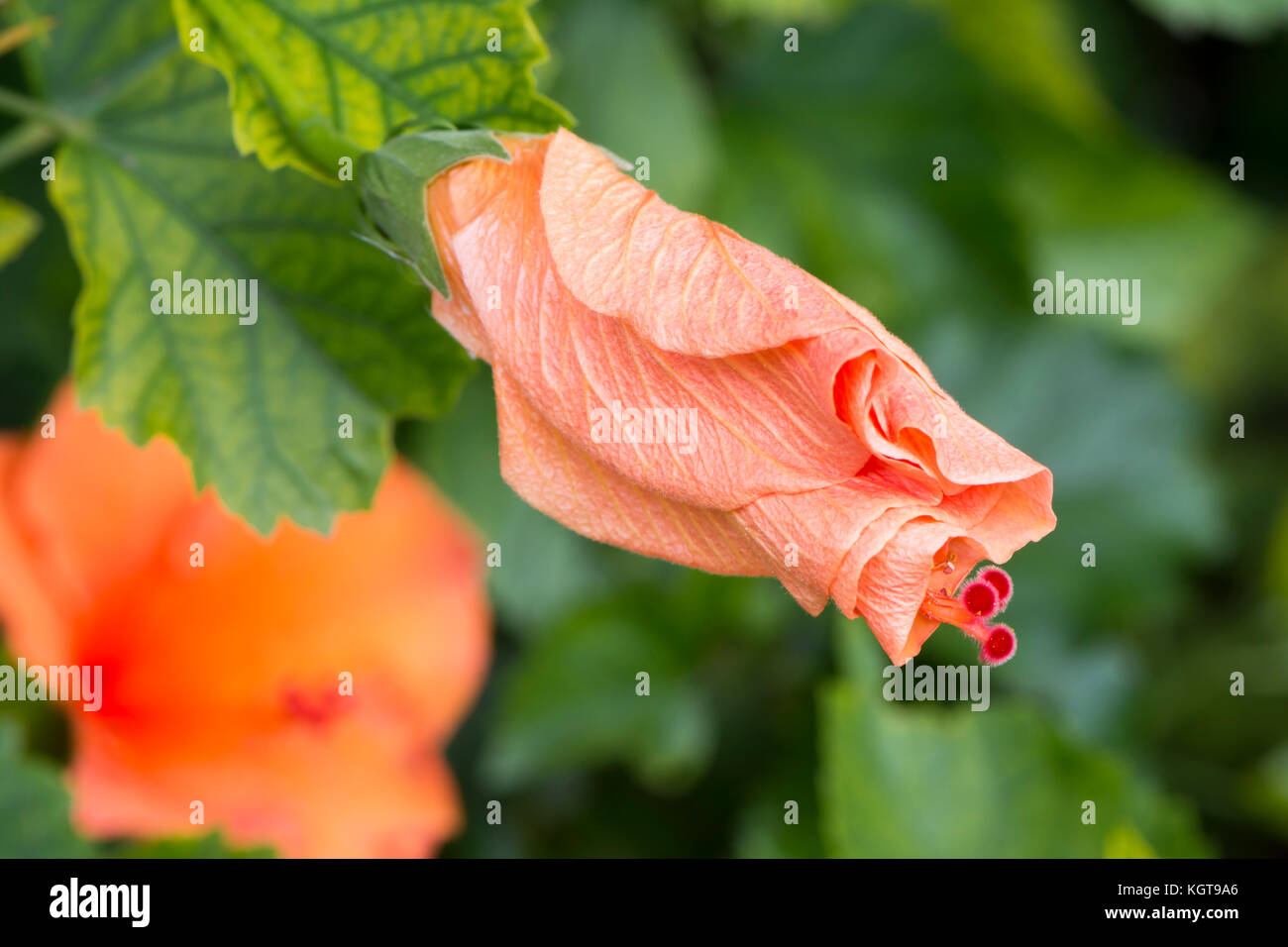 Closed Hibiscus RosaSinensis 'Ritzy' also known as Chinese hibiscus