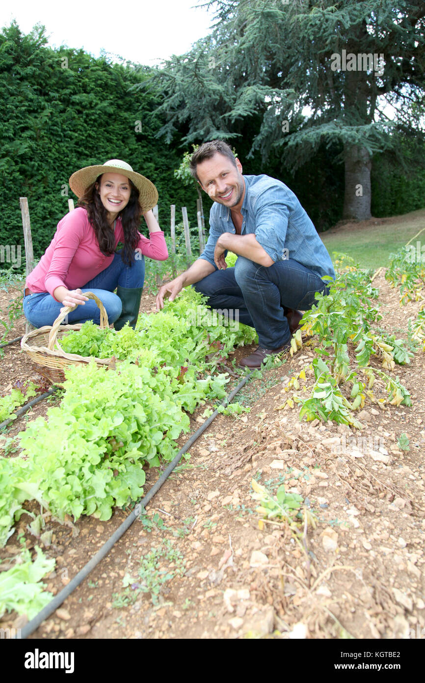 Couple picking lettuces in vegetable garden Stock Photo - Alamy