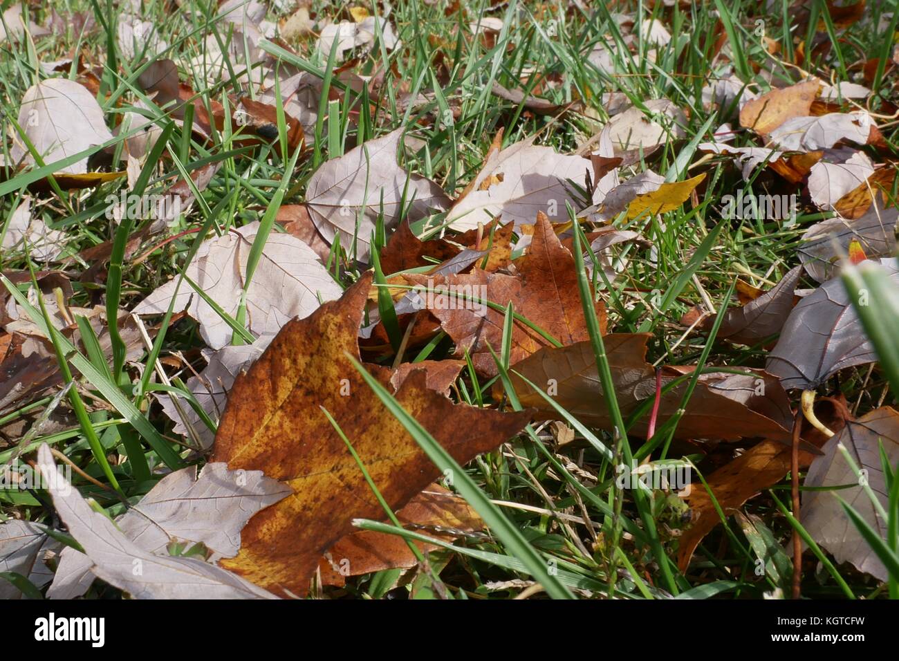 Close up of Autumn leaves in a grassy yard Stock Photo - Alamy