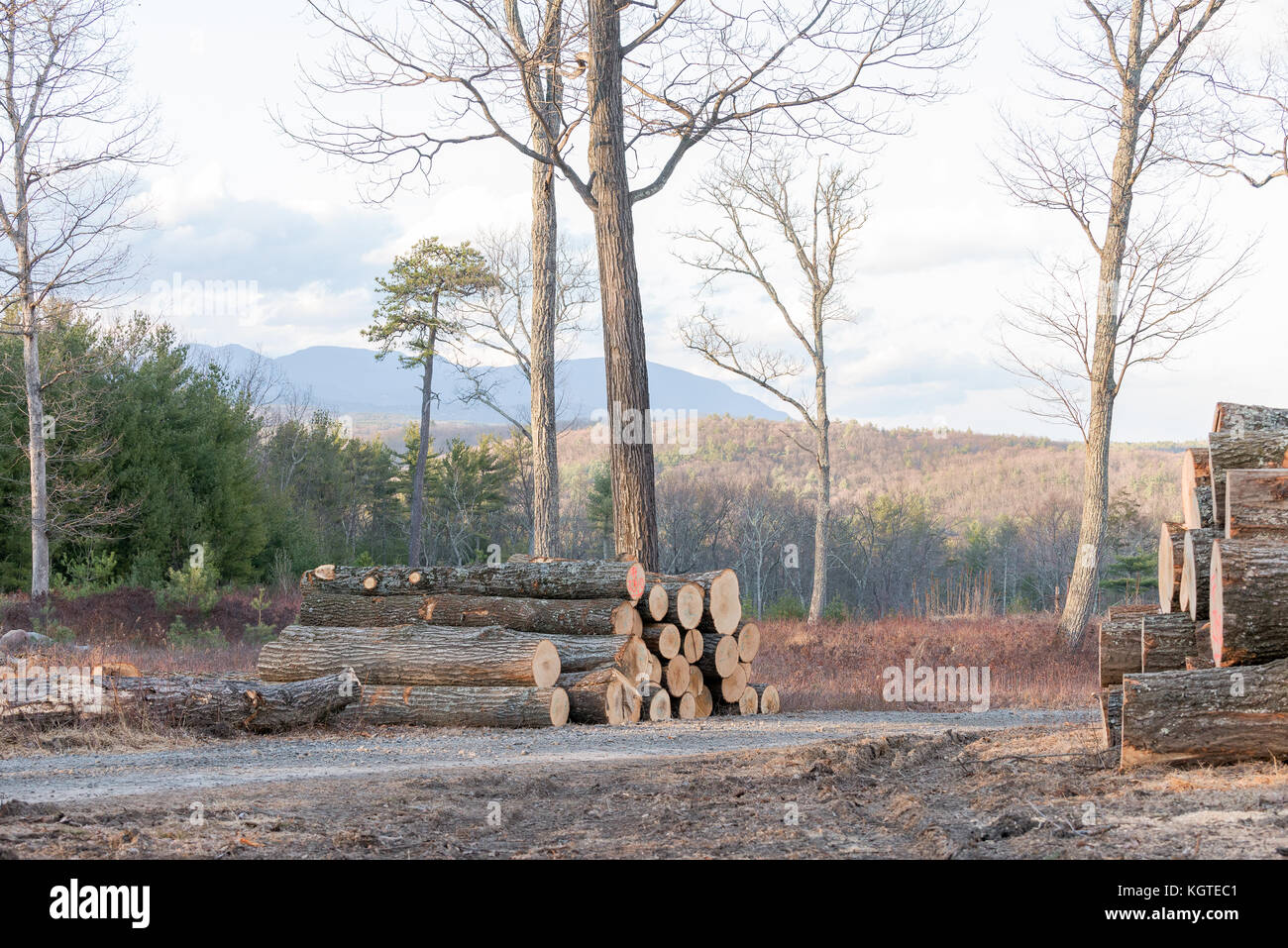 Cut and Stacked Trees ready to be made into lumber, on a Mountain Top