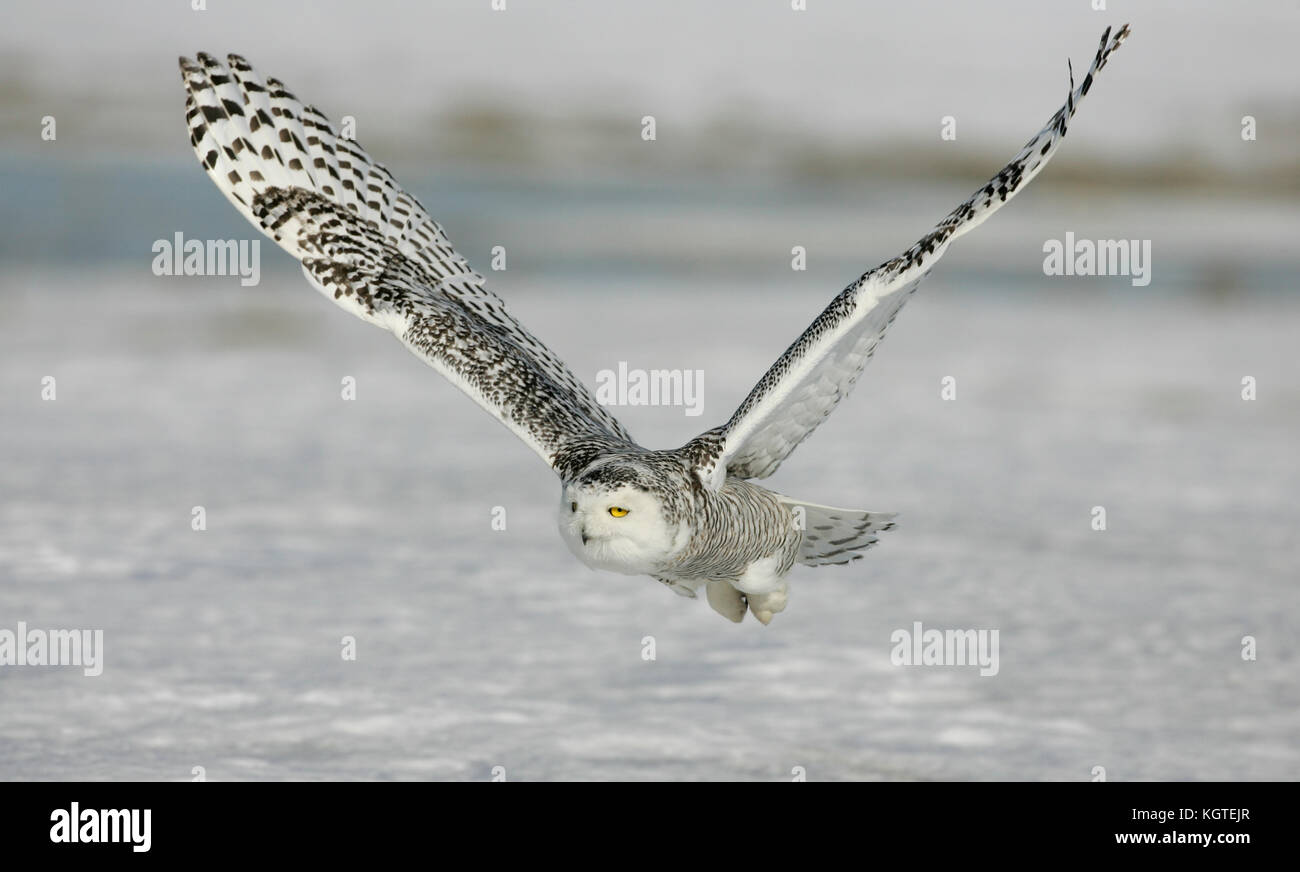 A snowy owl hunting for prey, eyes gleaming in the sunlight, with wings fully spread in the upright position, flying over a snowy field. Stock Photo