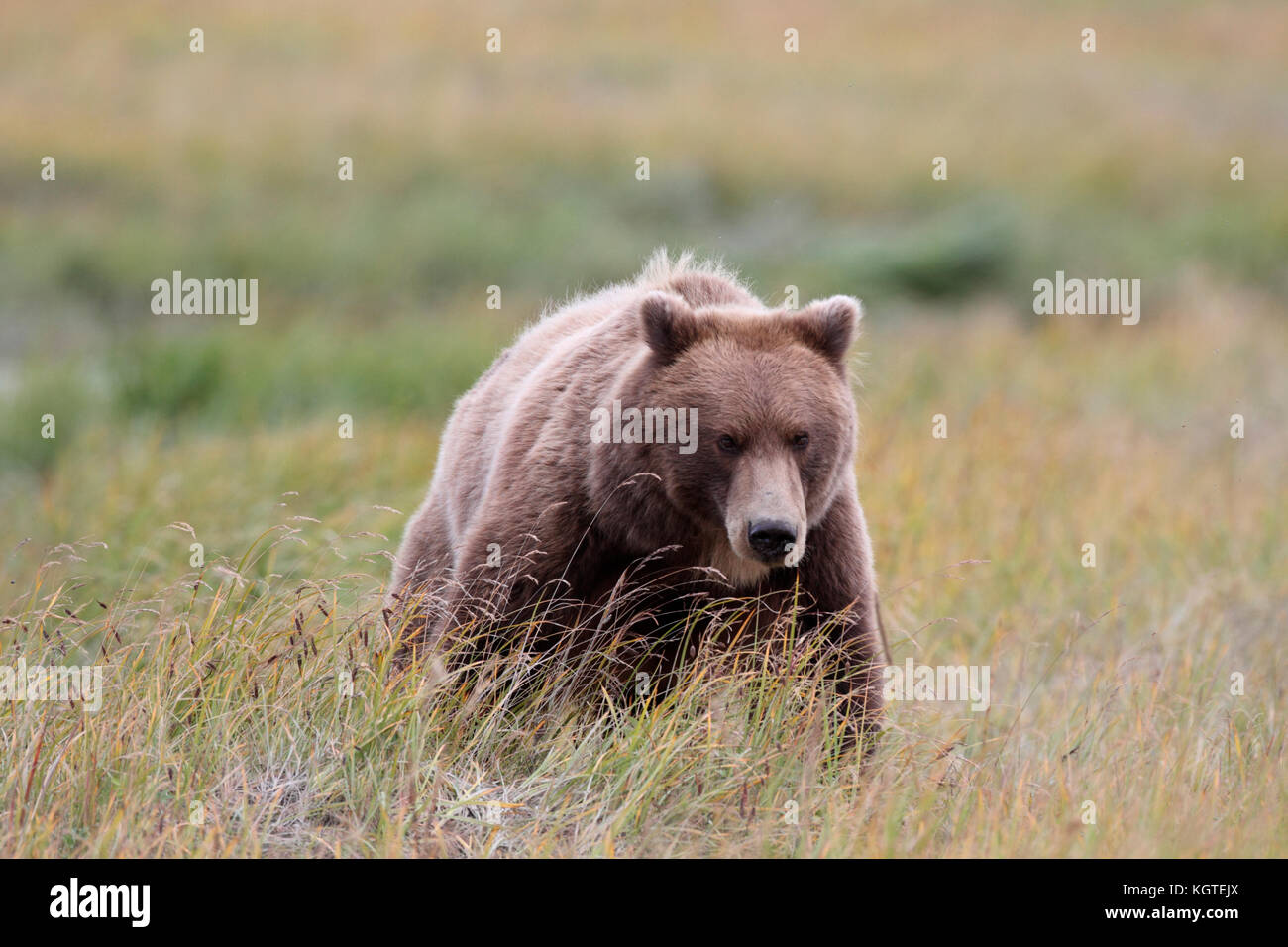An Alaska Brown Bear, or grizzly, walks dominantly through the gold and green grass of the Alaska Peninsula. Stock Photo