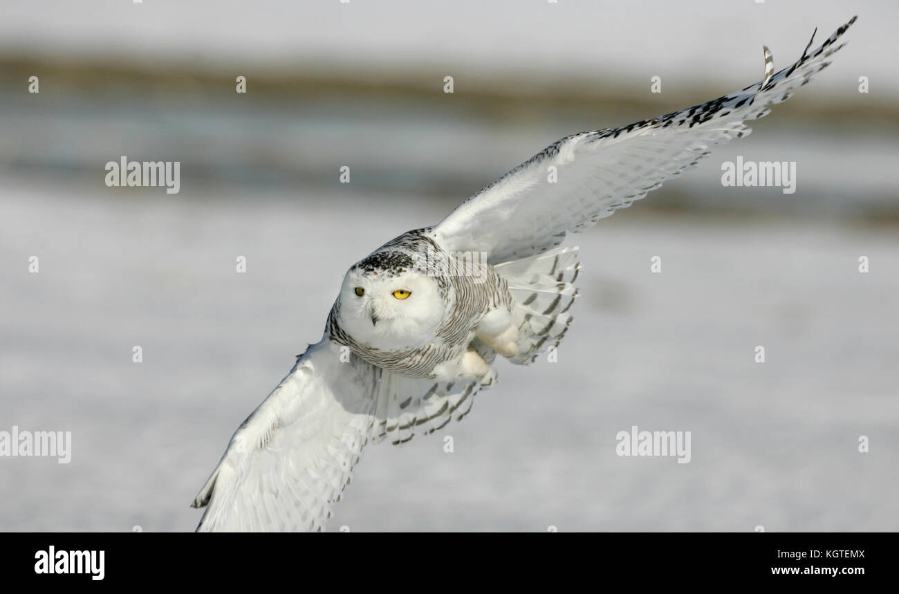 A wildlife action closeup of a snowy owl shown in a banking turn while flying over a Canadian snowfield. Stock Photo