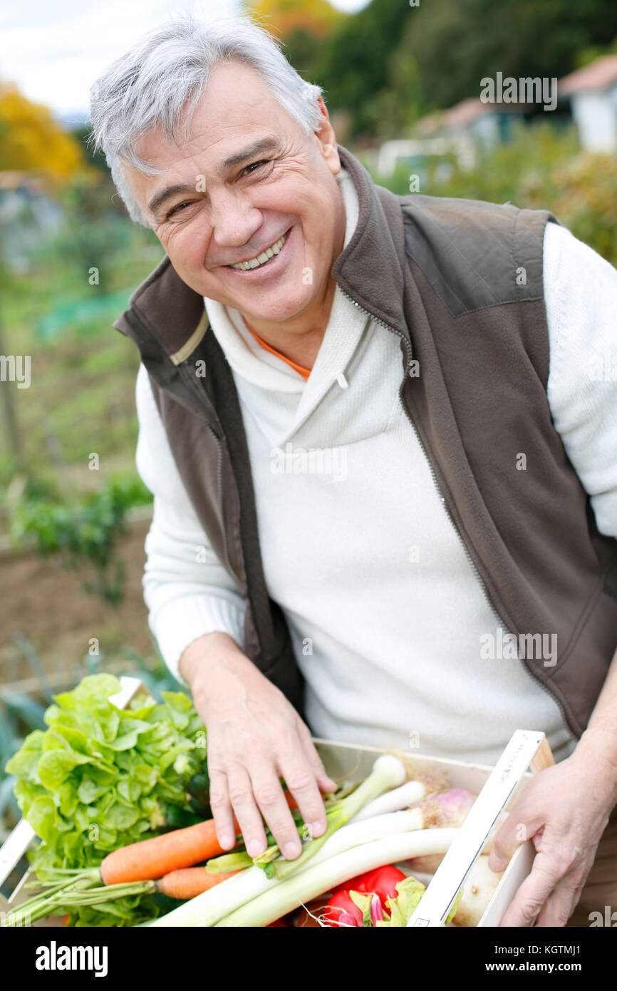 Senior man in kitchen garden picking vegetables Stock Photo - Alamy