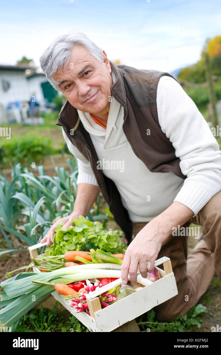 Senior man in kitchen garden picking vegetables Stock Photo - Alamy