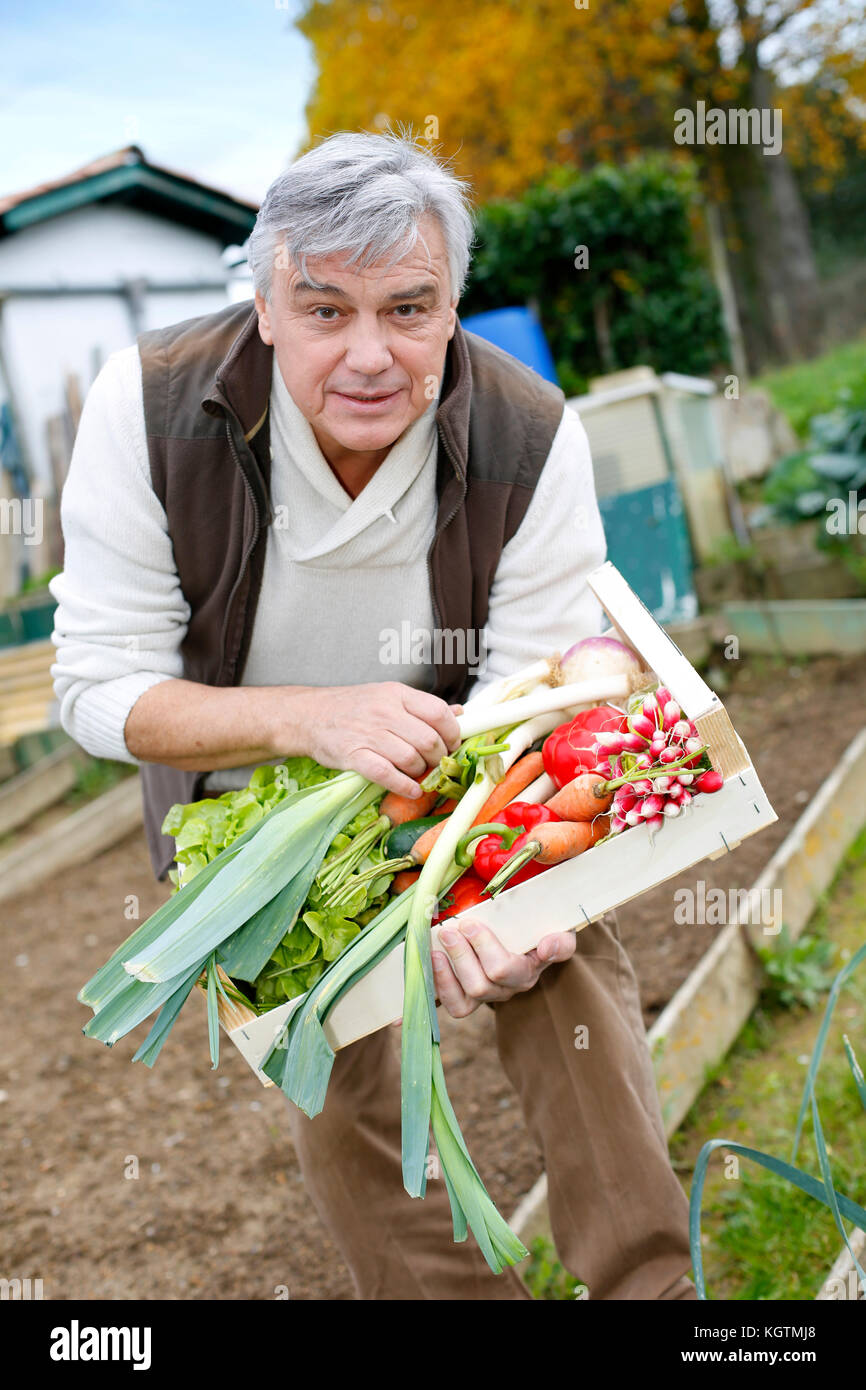 Senior man in kitchen garden picking vegetables Stock Photo - Alamy