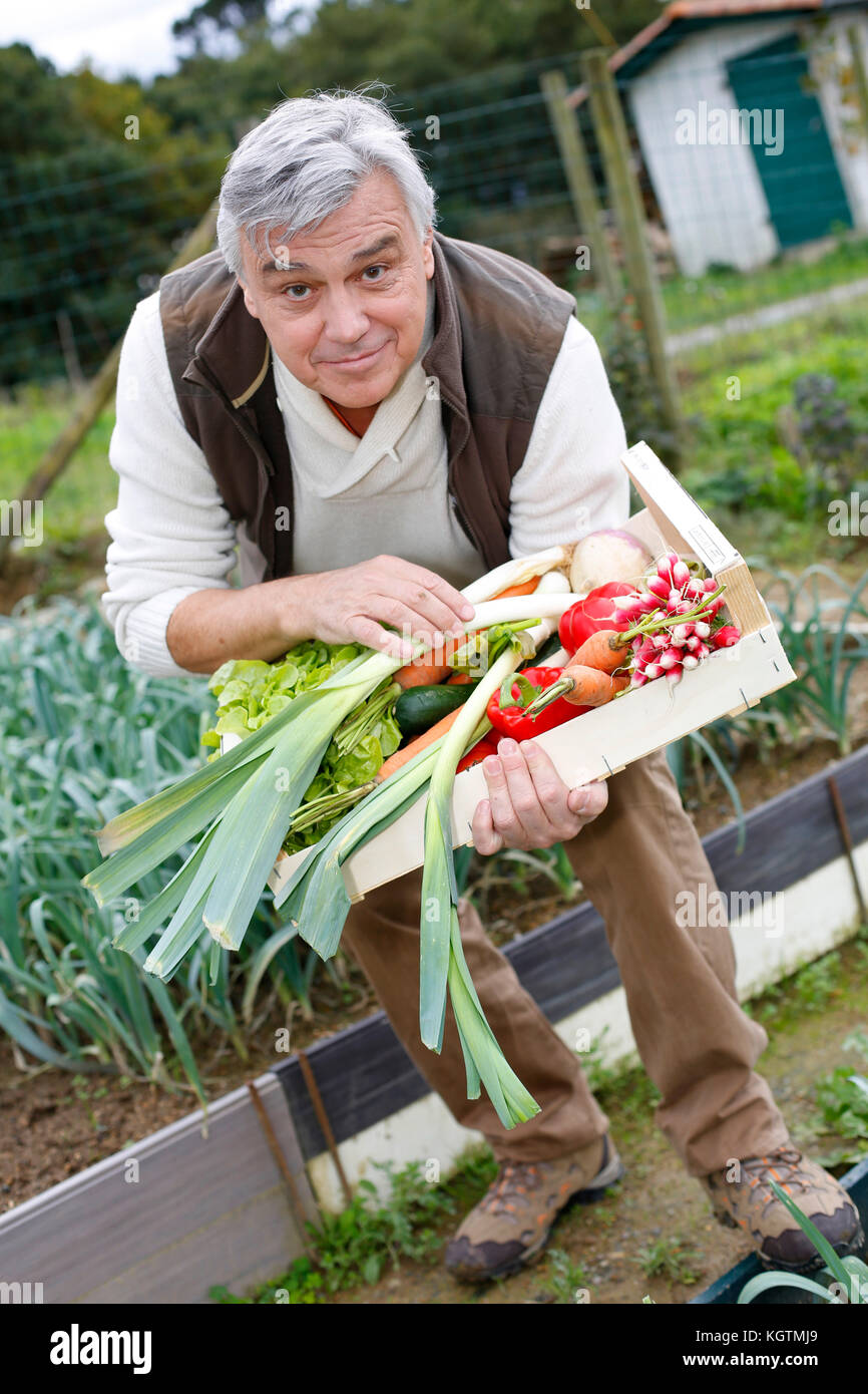 Senior man in kitchen garden picking vegetables Stock Photo - Alamy