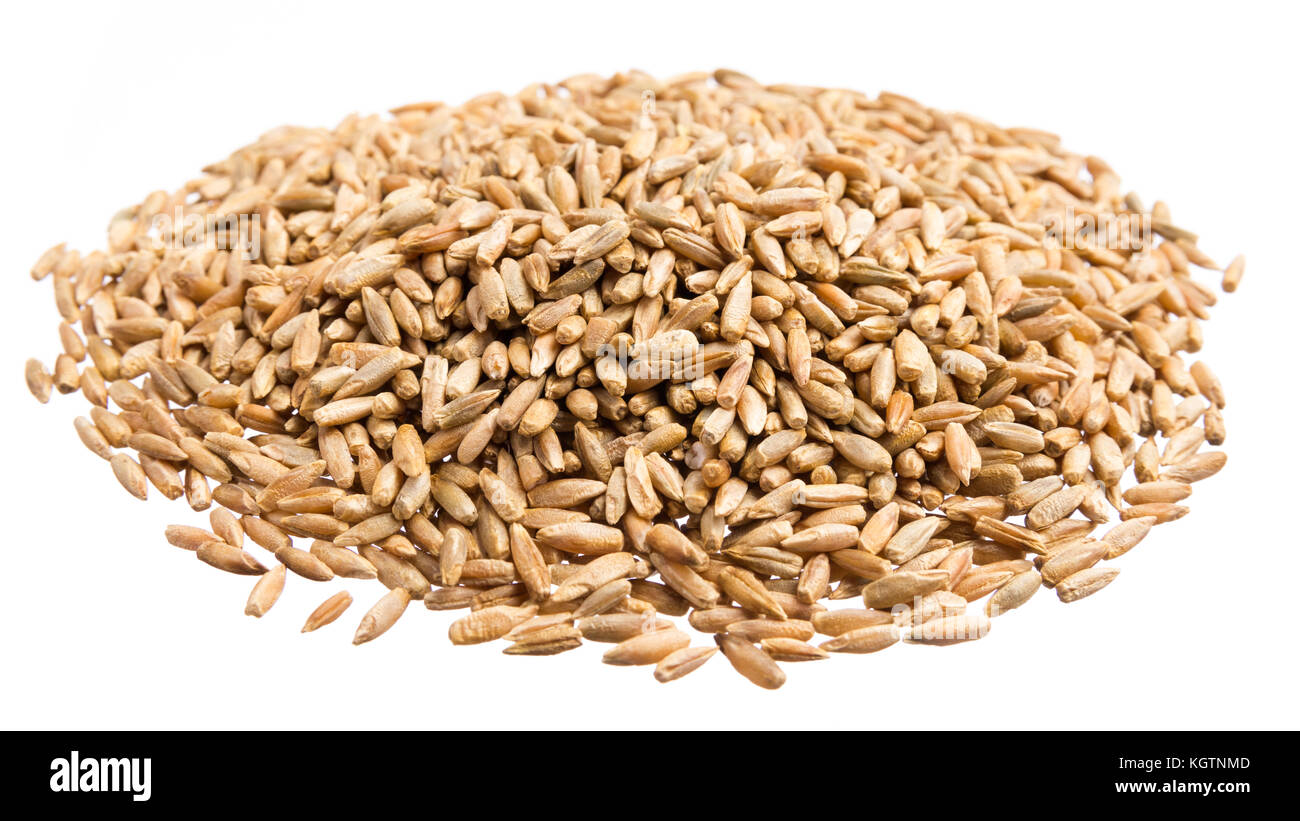 Secale cereale is scientific name of Rye cereal grain. Also known as ...