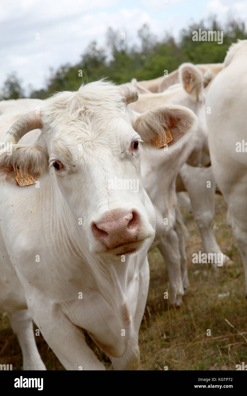 Cattle in country field Stock Photo Alamy