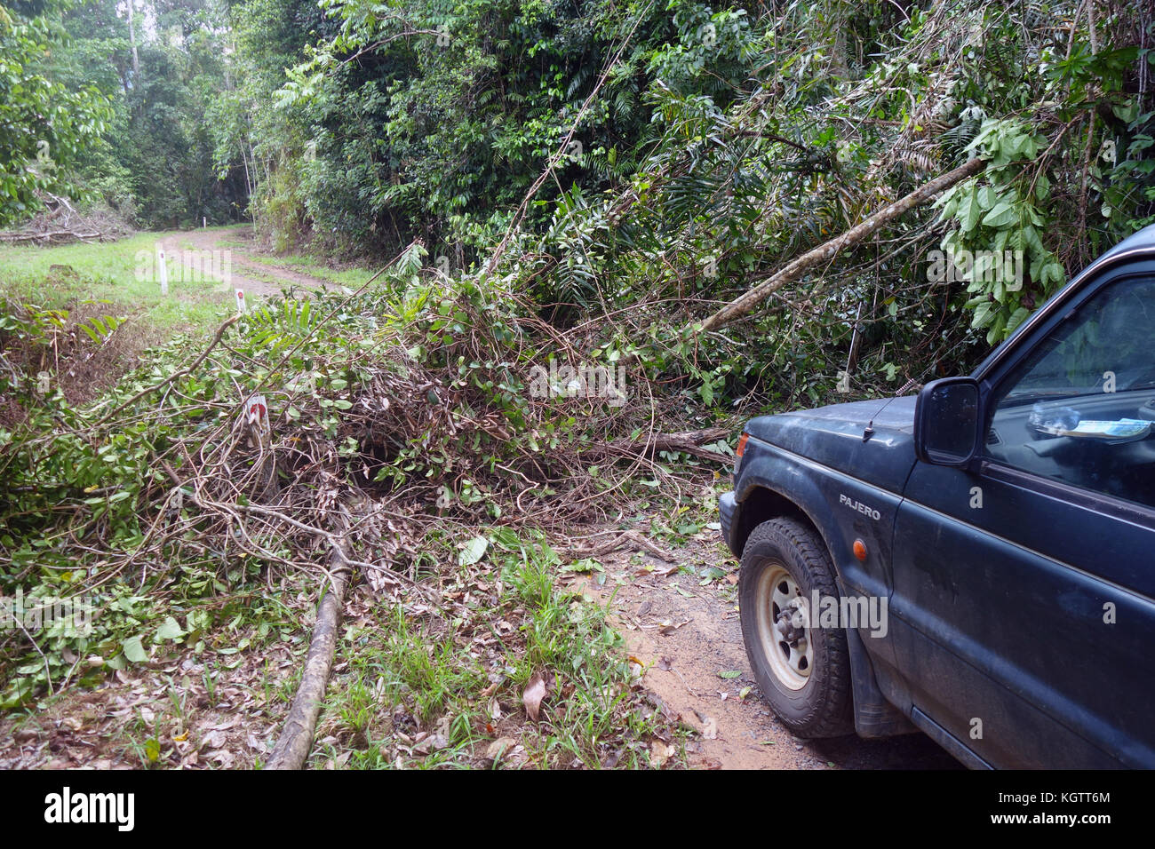 Fallen tree blocking track for four-wheel-drive vehicle through rainforest, Woonooroonan National Park, Queensland, Australia. No PR Stock Photo