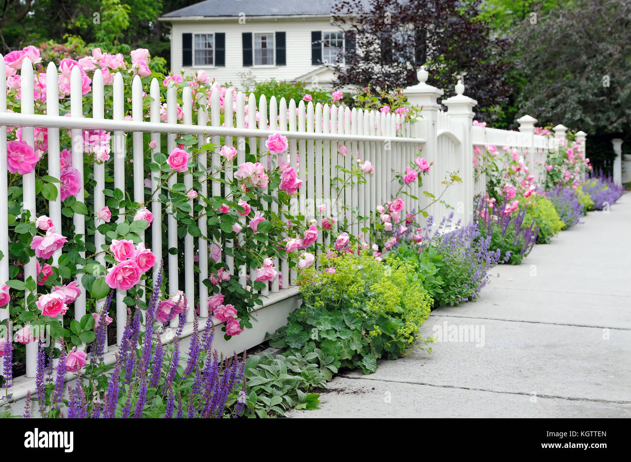 Climbing roses on fence and colorful garden border. White picket fence, pink, blue, green and purple flowers. Stock Photo