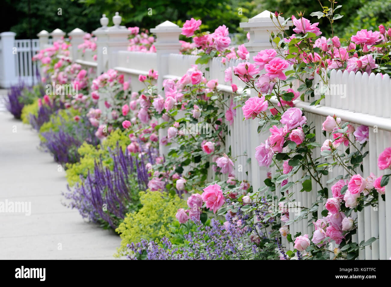 White fence, pink roses and colorful garden border with sage, catmint and lady's mantle. Stock Photo