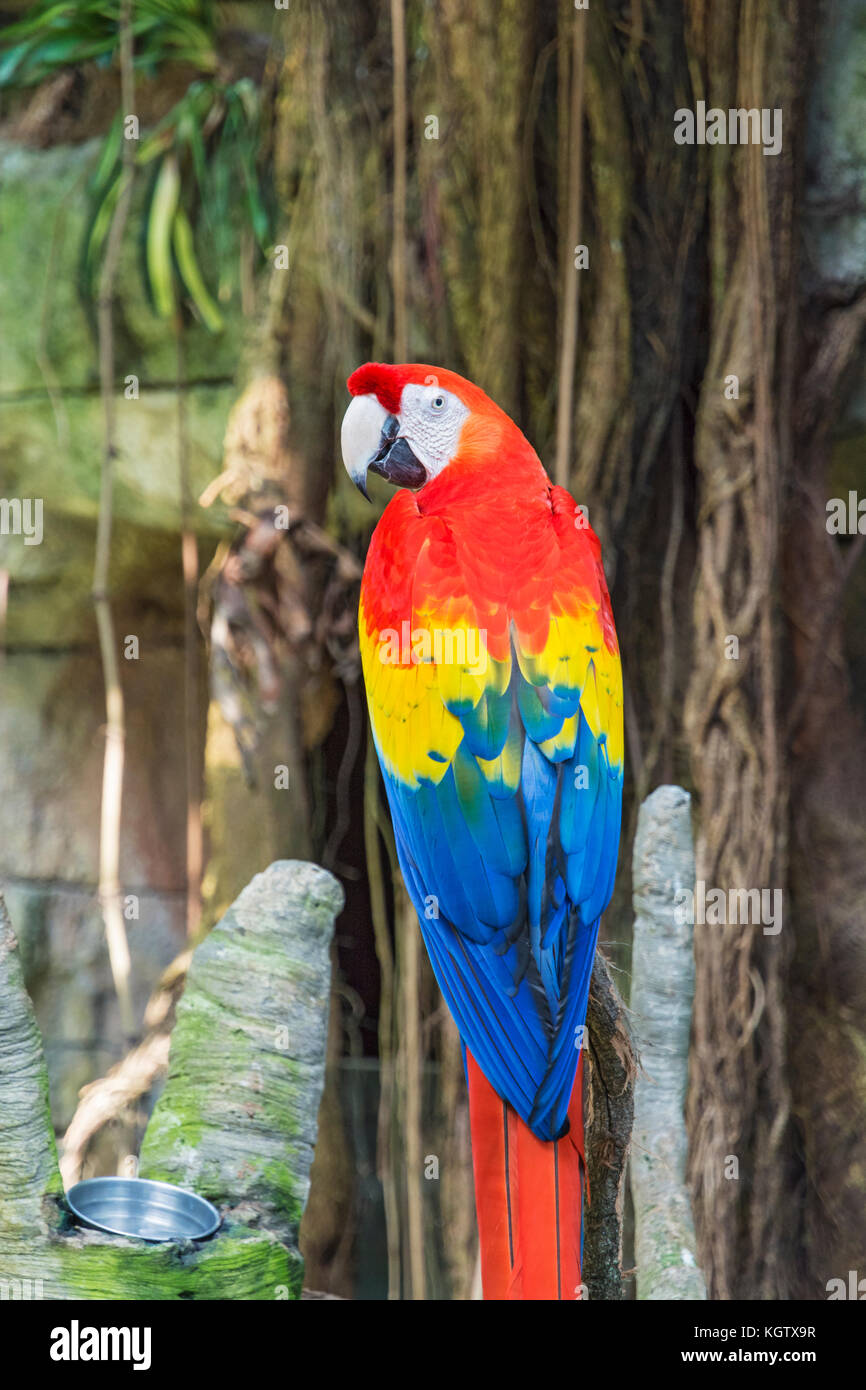 Texas, Galveston, Moody Gardens, Rainforest Pyramid, Scarlet macaw (Ara macao) Stock Photo
