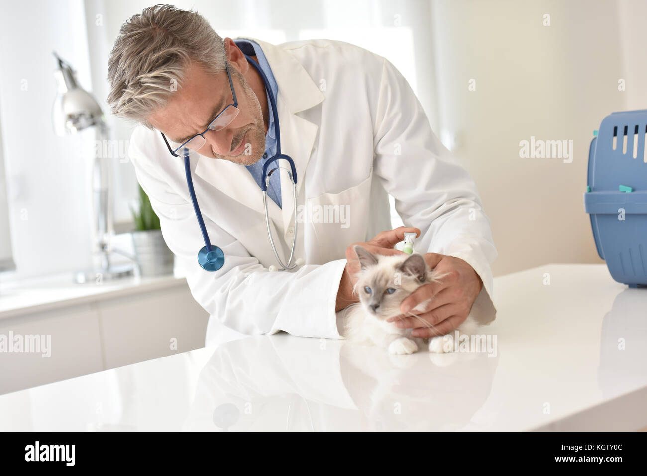 Veterinary examining cat in clinic Stock Photo
