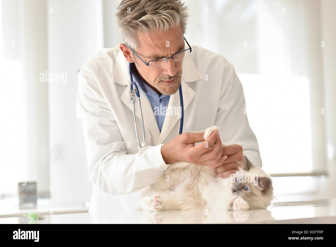 Veterinary examining cat's foot Stock Photo Alamy