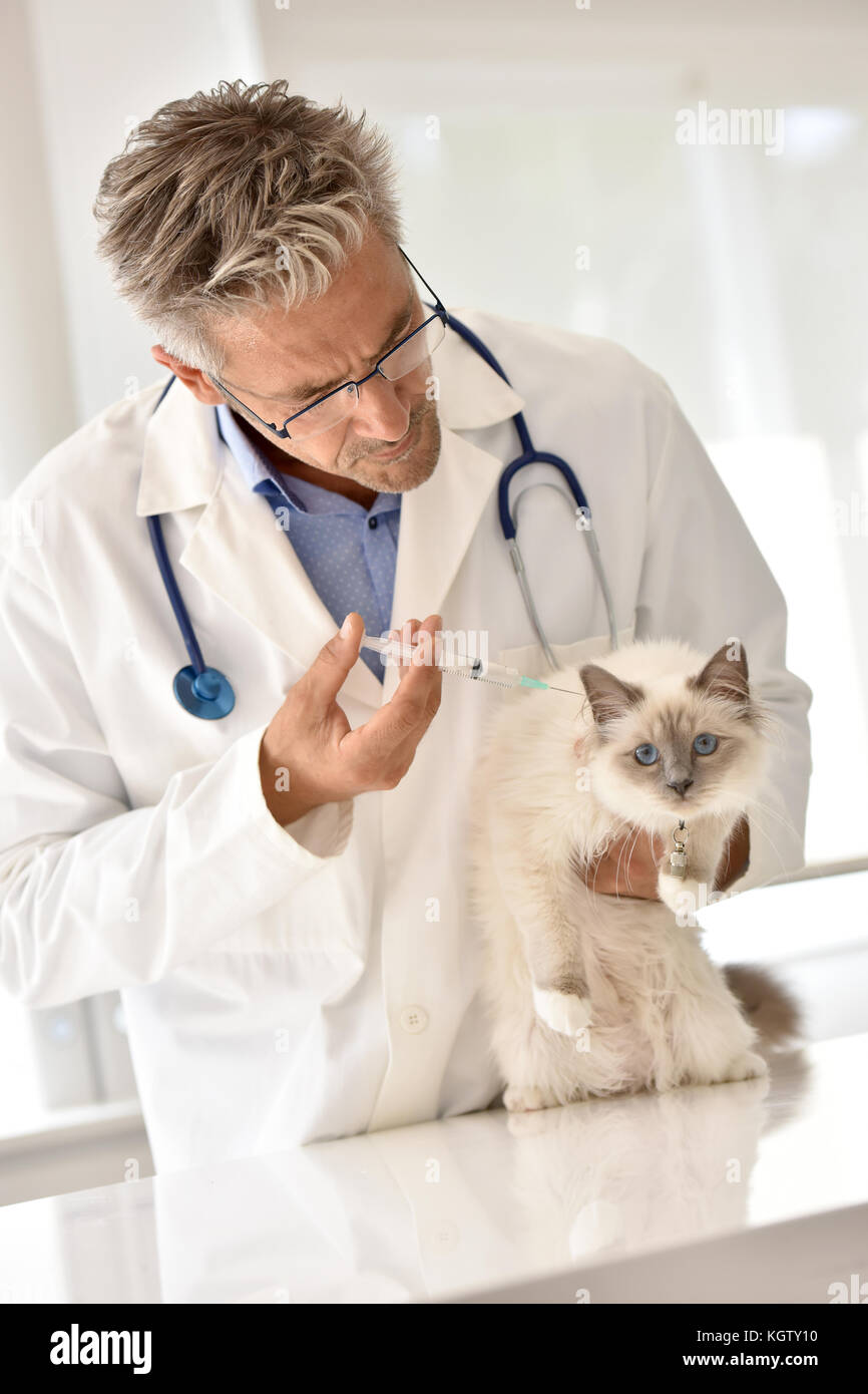 Veterinary injecting vaccine to cat Stock Photo