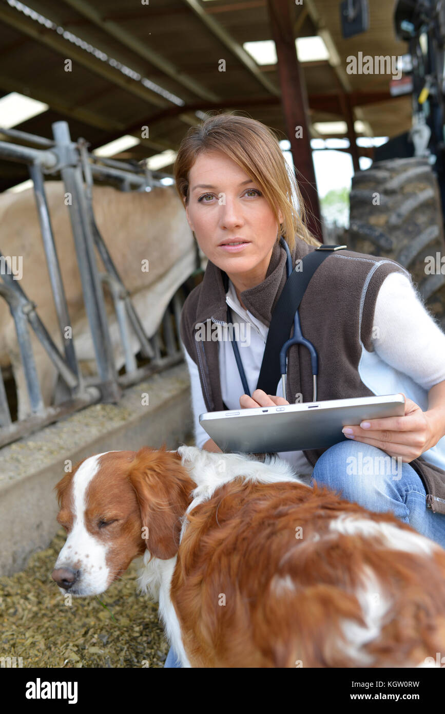 Veterinarian checking on herd's health in barn Stock Photo
