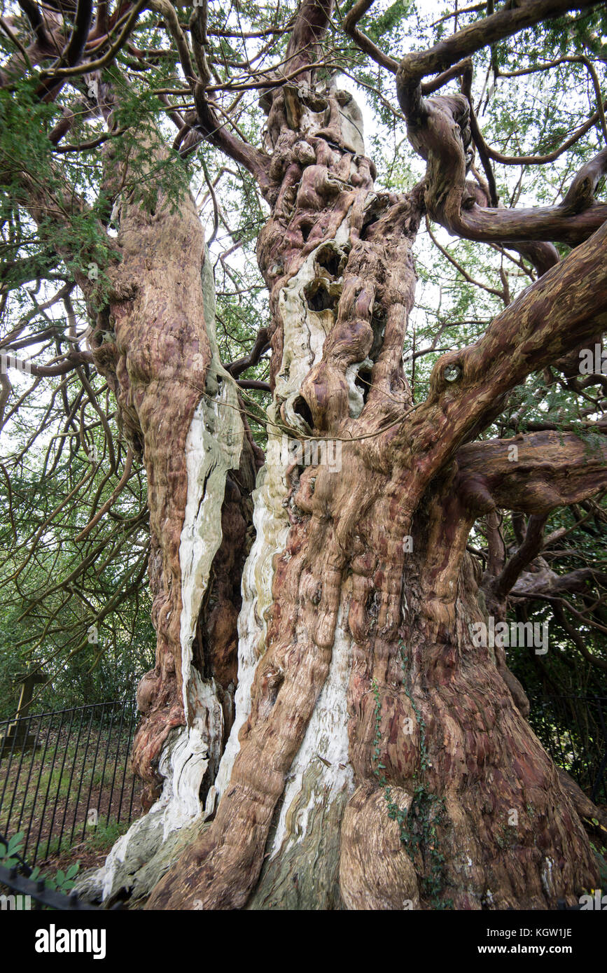 Crowhurst Village Scenes. Church. Yew Tree. Station. Oaks. A lovely