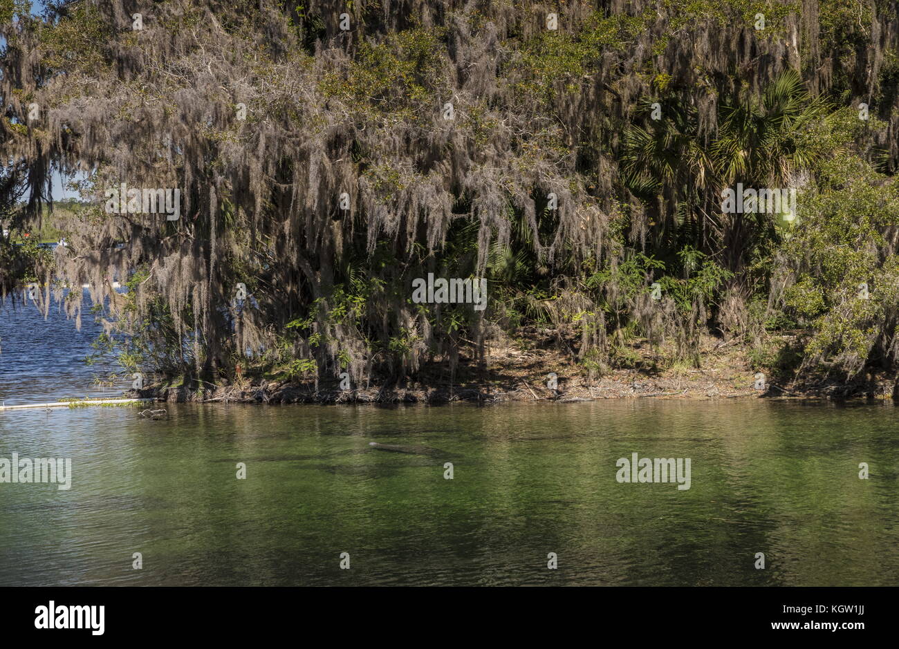 Florida manatee, Trichechus manatus latirostris, keeping warm in