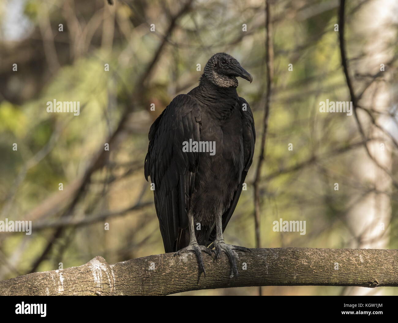 vulture, New World Vulture, Cathartidae Stock Photo