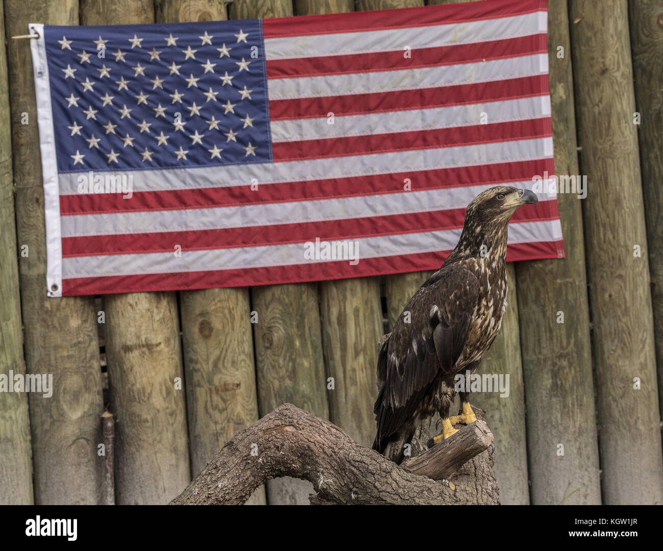 Young Bald Eagle, with American Flag at Ellie Schiller Homosassa Springs Wildlife State Park. Florida. Stock Photo