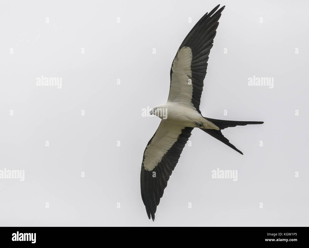 Swallowtailed kite, Elanoides forficatus, in flight, Florida Stock