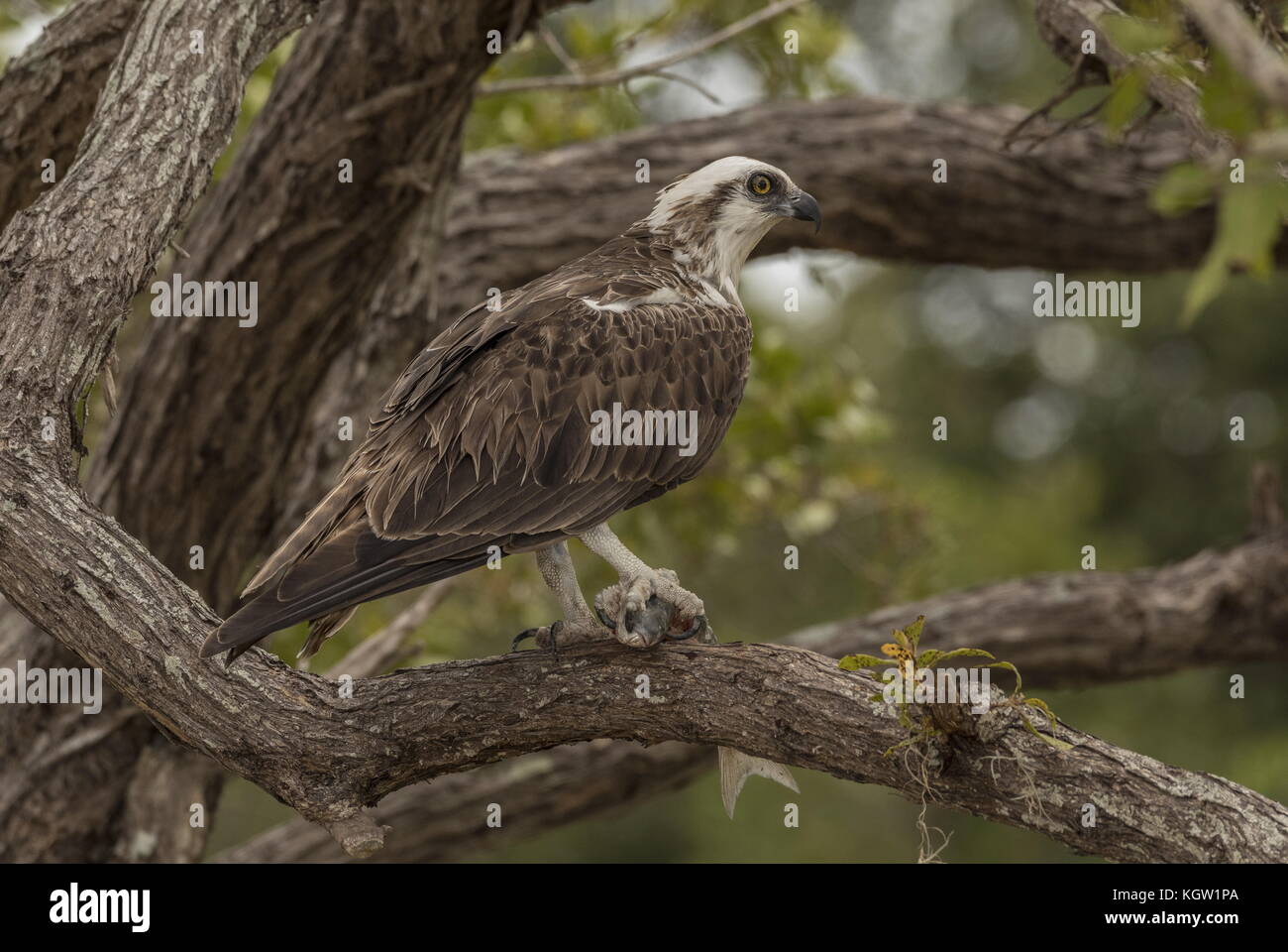 Osprey, Pandion haliaetus, perched in tree with fish prey. Florida. Stock Photo
