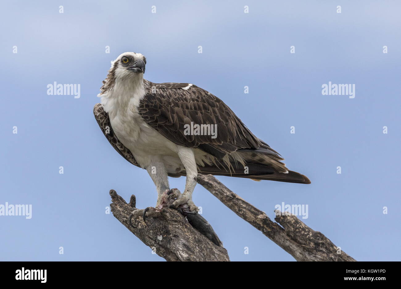 Osprey, Pandion haliaetus, perched in dead tree with fish prey, Florida. Stock Photo