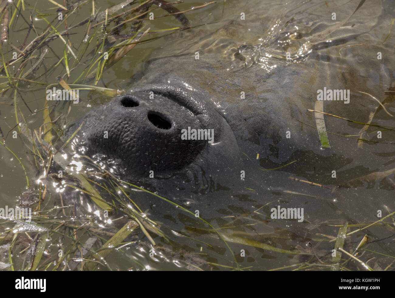 Florida manatee, Trichechus manatus latirostris, coming to the surface to breathe. Florida. Stock Photo