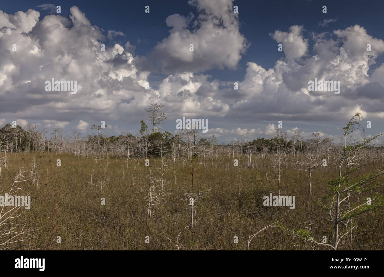Dwarf Swamp Cypress forest, just above sea-level in the Everglades National Park, Florida. Stock Photo