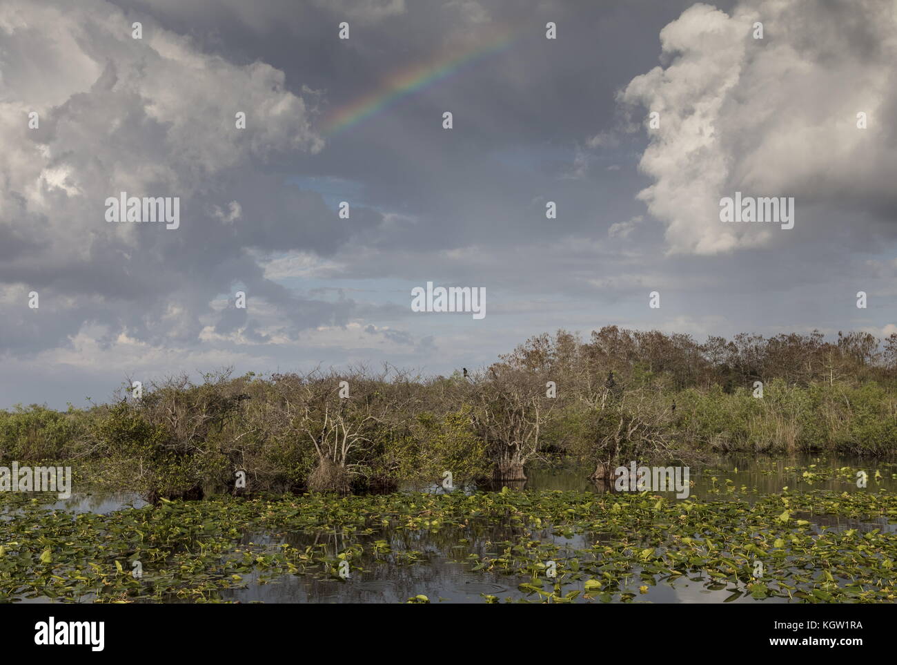 Pond apple trees, Annona glabra, with Anhingas in the Everglades National Park, along the Anhinga trail. Florida. Stock Photo