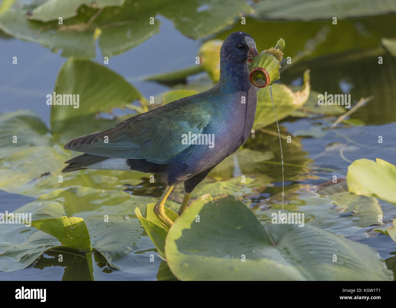 Purple gallinule, Porphyrio martinicus, feeding among yellow water-lilies carrying water-lily fruit; Florida. Stock Photo