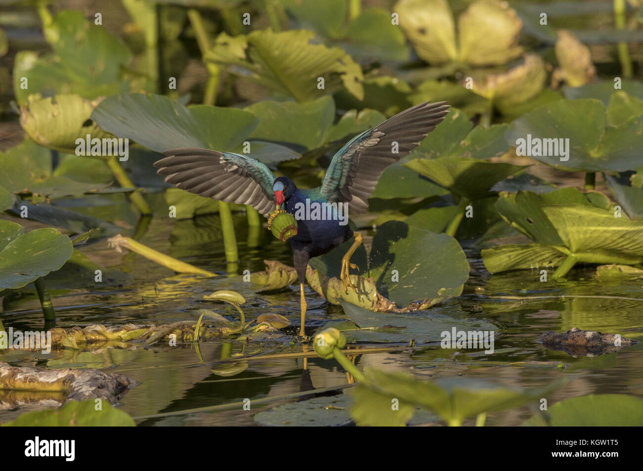 Purple gallinule, Porphyrio martinicus, feeding among yellow water-lilies carrying water-lily fruit; Florida. Stock Photo
