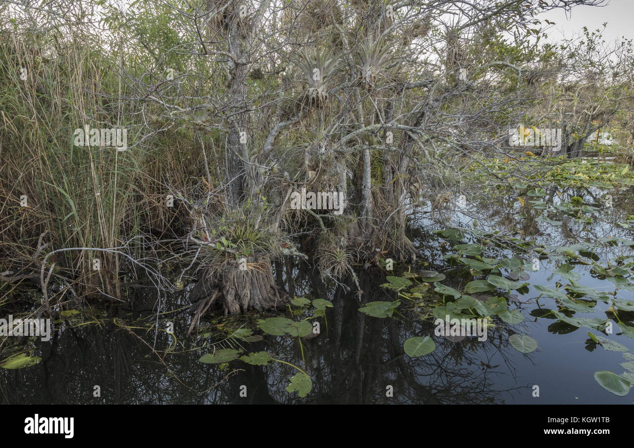 Pond apple trees, Annona glabra, in the Everglades National Park, along the Anhinga trail. Florida. Stock Photo