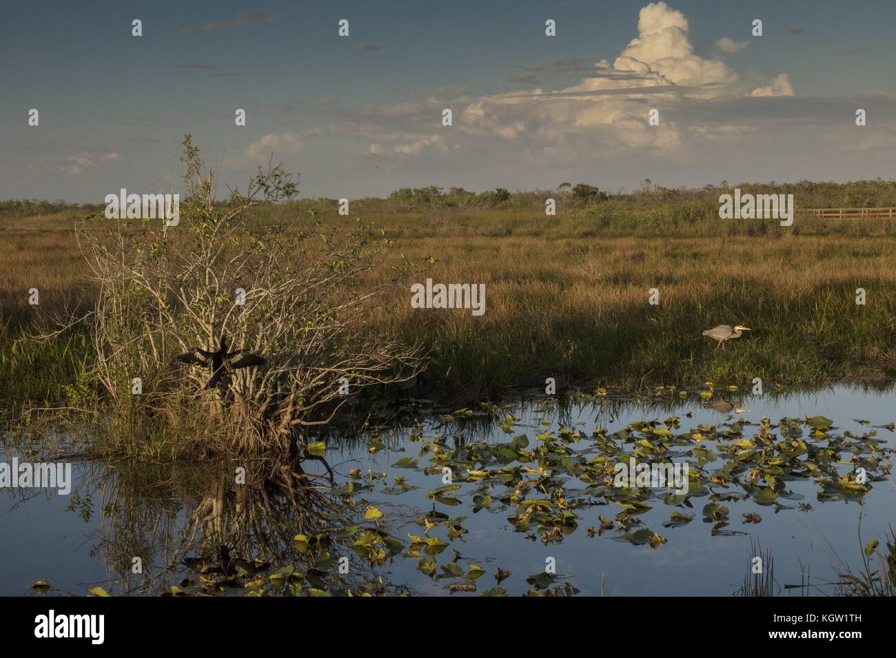 Pond apple trees, Annona glabra, with Great Blue Heron in the Everglades National Park, along the Anhinga trail. Florida. Stock Photo