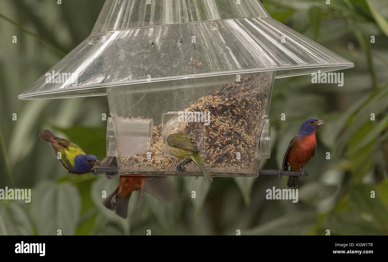 Painted Buntings Passerina Ciris At Bird Feeder Wintering In