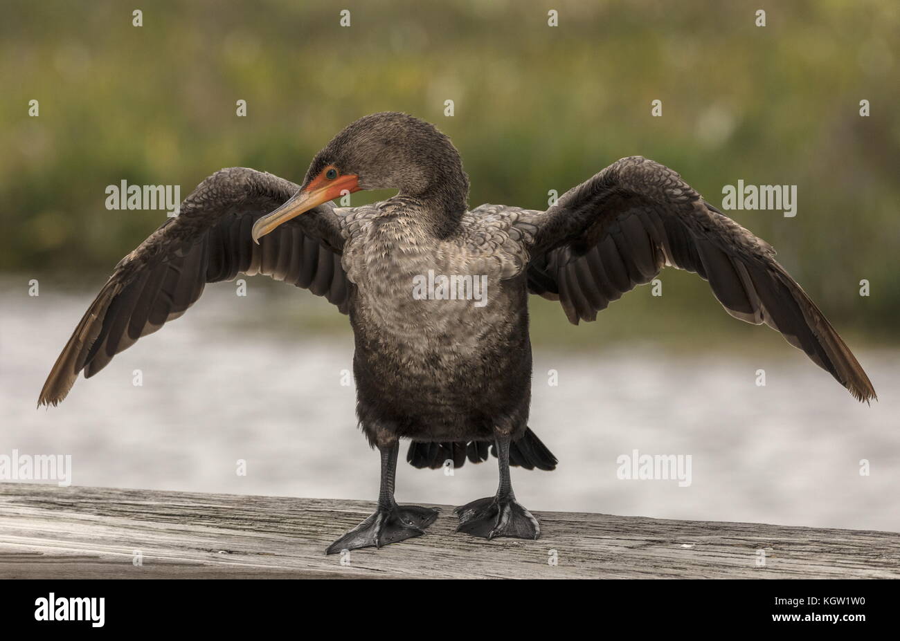 Immature Double-crested cormorant, Phalacrocorax auritus, in the subspecies known as Florida cormorant, Phalacrocorax auritus floridanus. Drying wings Stock Photo