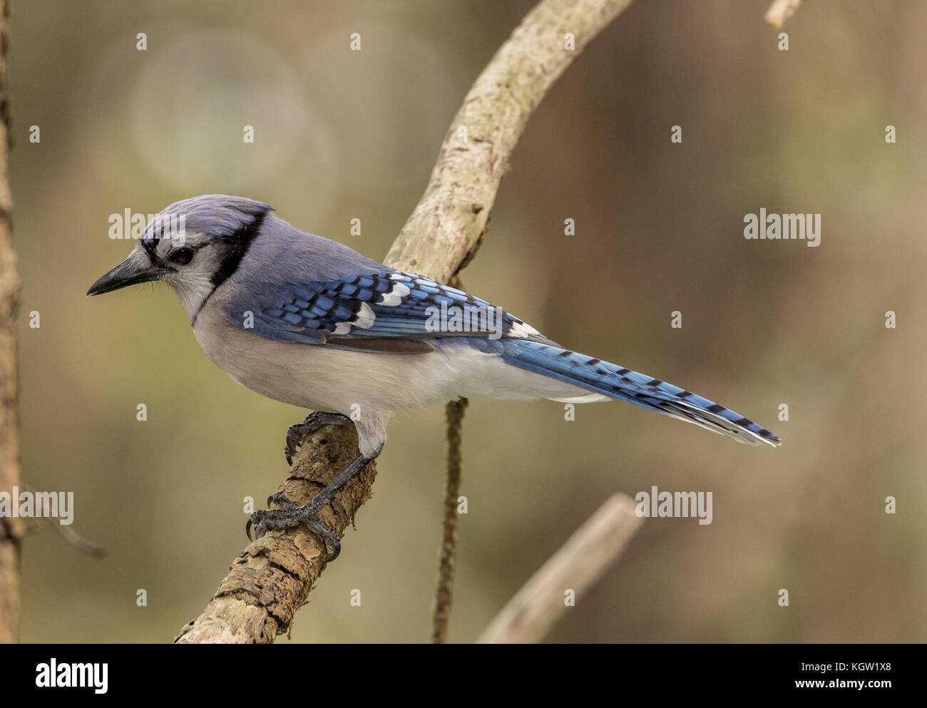 Blue Jay Cyanocitta Cristata On Branch In Garden In Winter South Florida Stock Photo Alamy