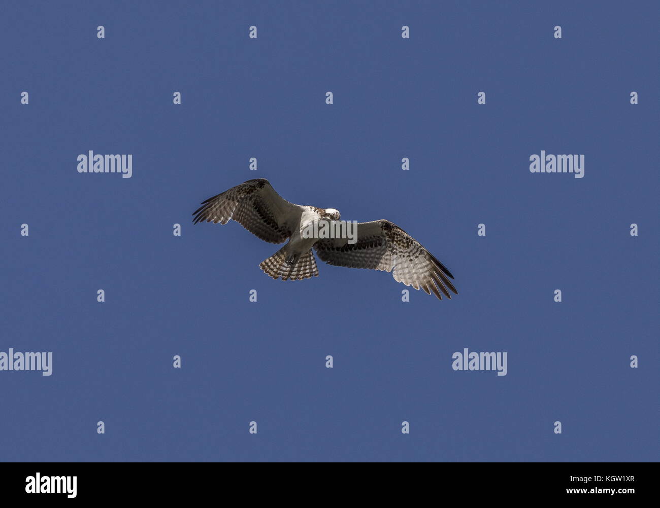 Osprey, Pandion haliaetus, in flight, searching for fish prey. Stock Photo
