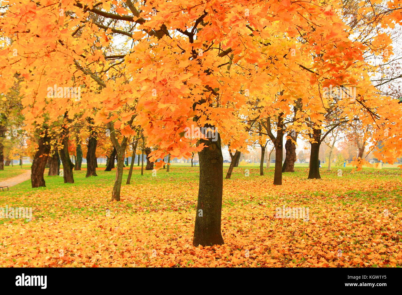 Autumn in park Stock Photo - Alamy
