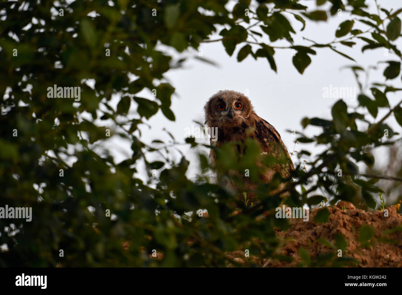 Eurasian Eagle Owl ( Bubo bubo ), young, fledged, sits on the edge of a slope of a sandpit, hiding behind bushes, at dusk, wildife, Europe. Stock Photo