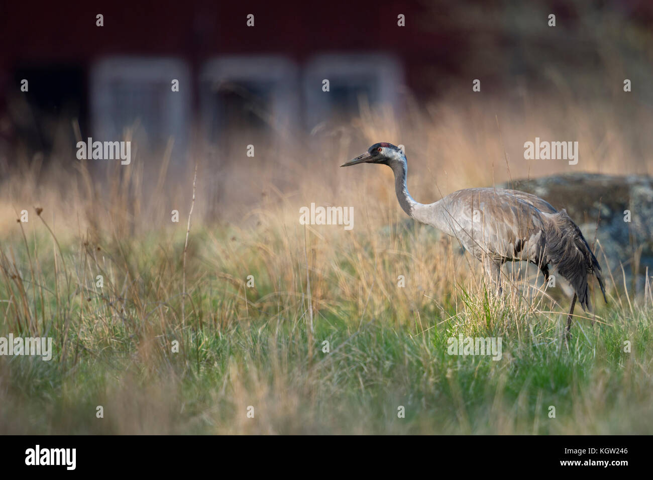 Common Crane ( Grus grus ) adult in breeding dress, walking through a high meadow, searching for food, typical swedish backdrop, Scandinavia, Europe. Stock Photo