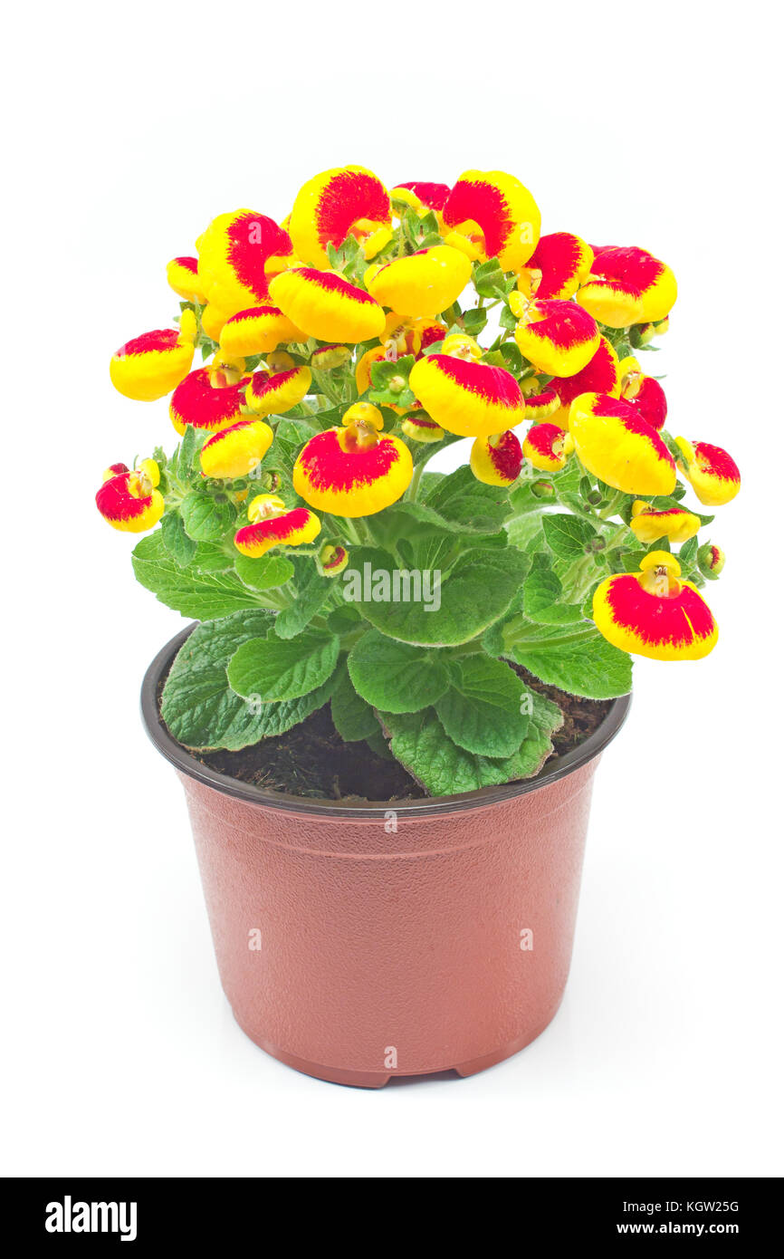 Yellow Calceolaria Ladys Purse Slipper Flower Stock Photo - Download Image  Now - Calceolaria, Agriculture, Beauty - iStock