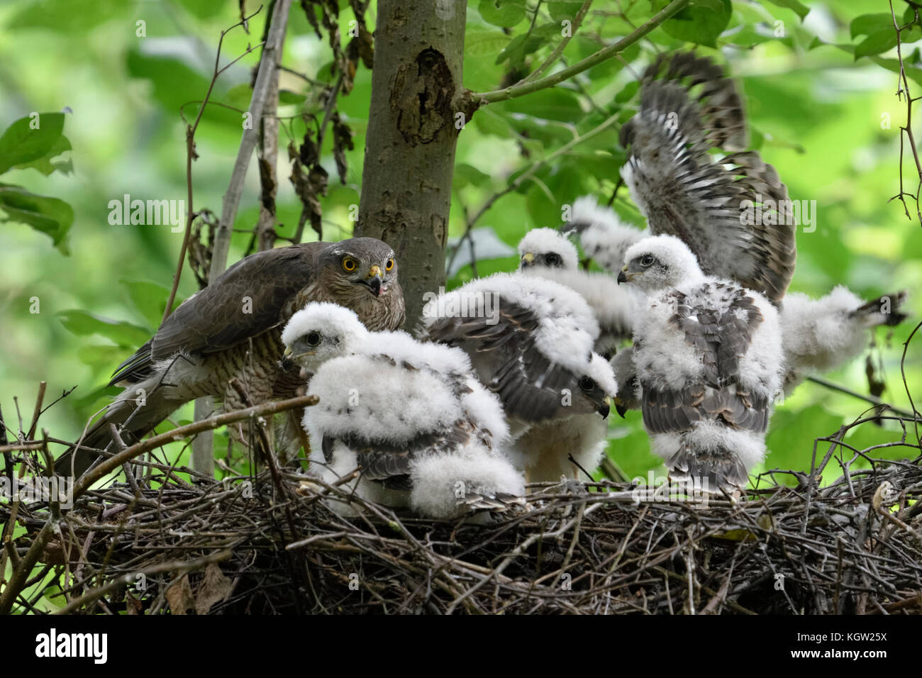 Sparrowhawk / Sperber ( Accipiter nisus ), adult female, feeding its offspring, five moulting chicks in their nest, wildlife, Europe. Stock Photo