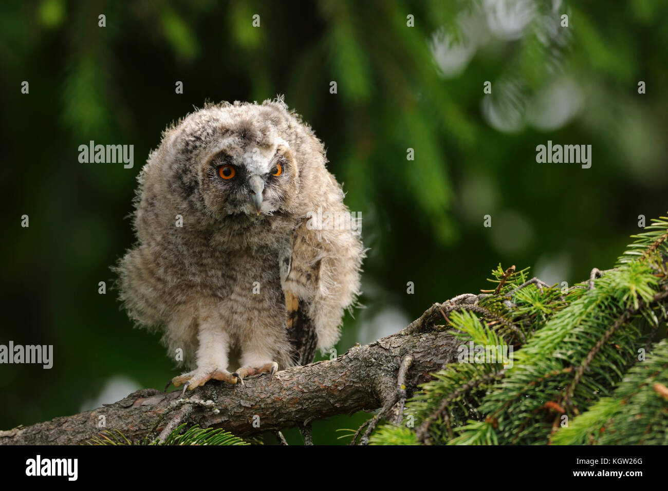 Long-eared Owl ( Asio otus ), young chick, just fledged, perched in a tree, looks alert, watching, peeking attentively, serious, wildlife, Europe. Stock Photo